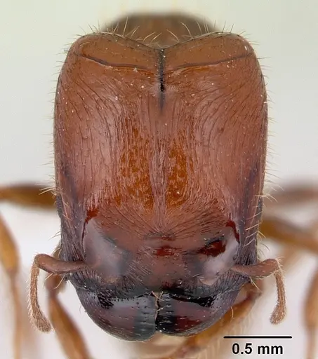 Pheidole aberrans specimen
