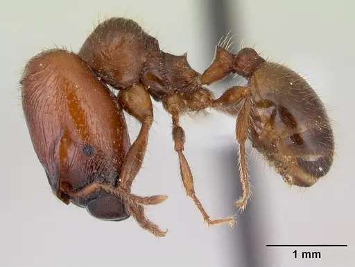 Pheidole aberrans specimen