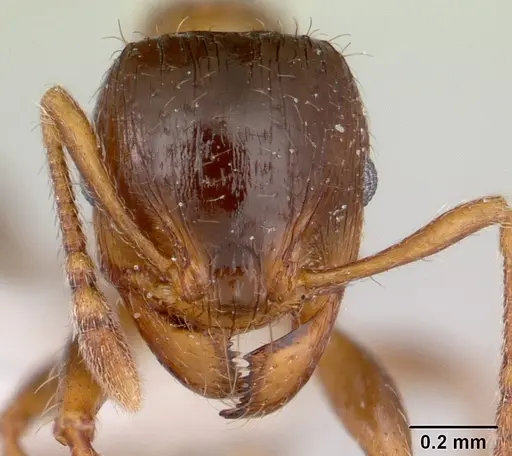 Pheidole aberrans - CASENT0178006