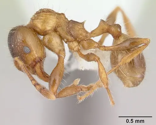 Pheidole aberrans - CASENT0178006