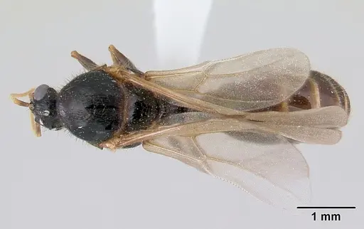 Pheidole aberrans - CASENT0178007