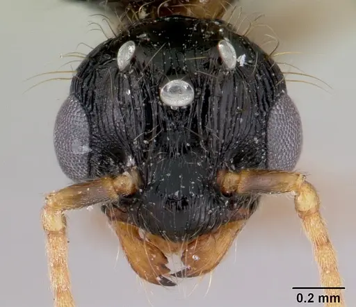 Pheidole aberrans - CASENT0178007