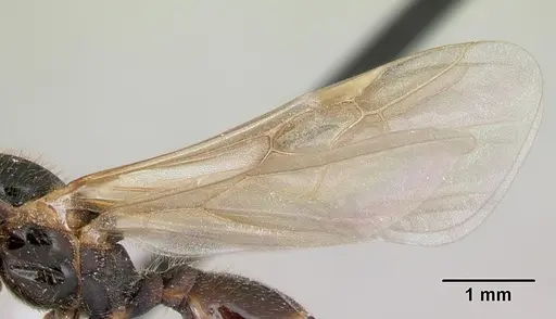 Pheidole aberrans - CASENT0178007