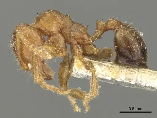 Pheidole aberrans - CASENT0901605