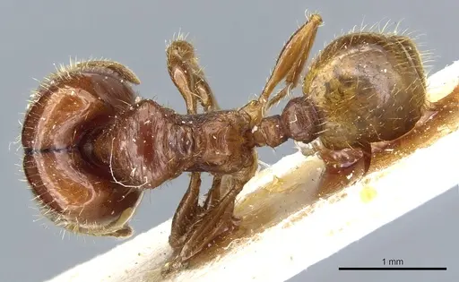 Pheidole aberrans - CASENT0904309