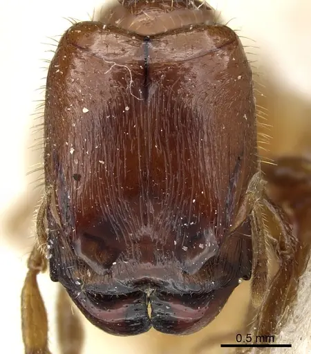 Pheidole aberrans - CASENT0904309