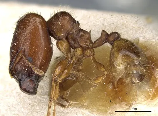 Pheidole aberrans - CASENT0904309