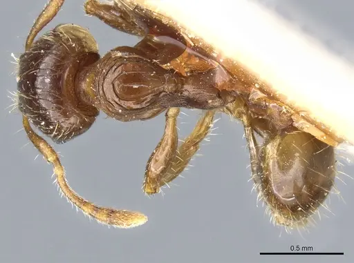 Pheidole aberrans - CASENT0904310