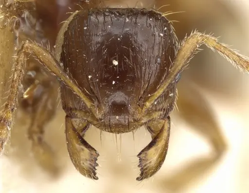 Pheidole aberrans - CASENT0904310