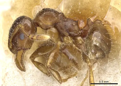 Pheidole aberrans - CASENT0904310