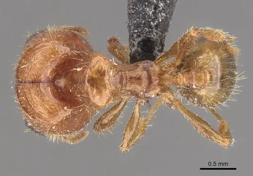 Pheidole aberrans - CASENT0908302