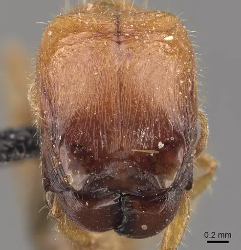 Pheidole aberrans - CASENT0908302