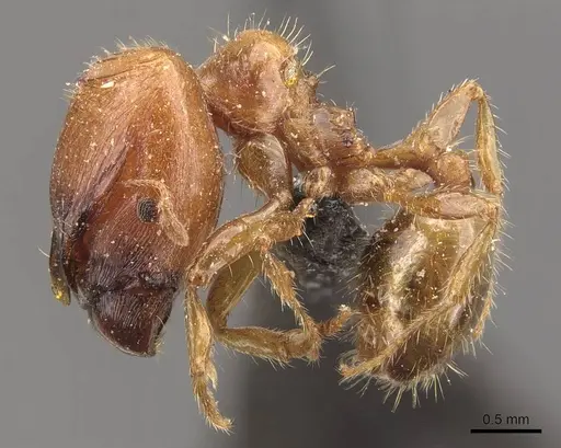 Pheidole aberrans - CASENT0908302