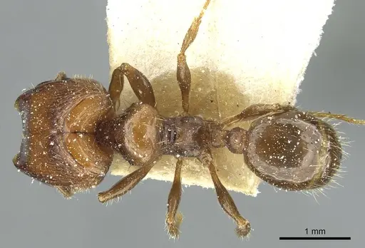 Pheidole aberrans - CASENT0913252