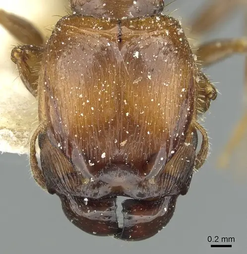 Pheidole aberrans - CASENT0913252