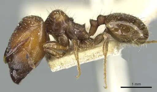 Pheidole aberrans - CASENT0913252