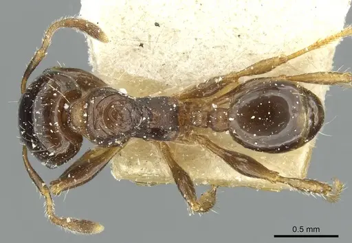 Pheidole aberrans - CASENT0913253