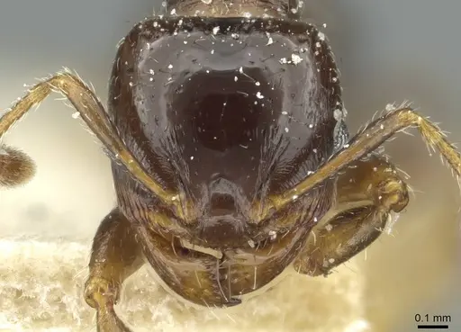 Pheidole aberrans - CASENT0913253