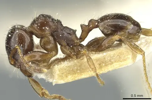 Pheidole aberrans - CASENT0913253