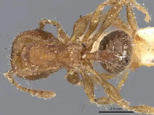 Pheidole aberrans - CASENT0919766