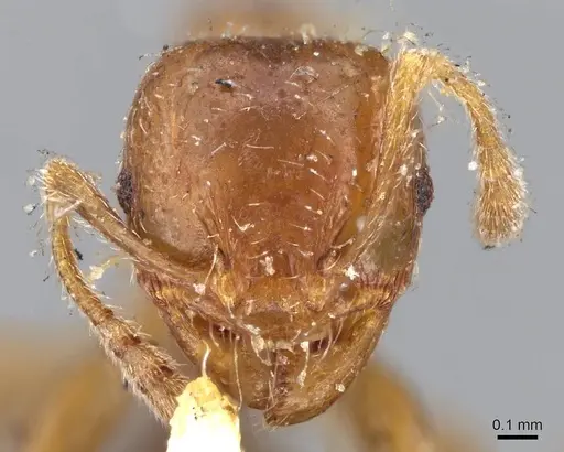 Pheidole aberrans - CASENT0919766