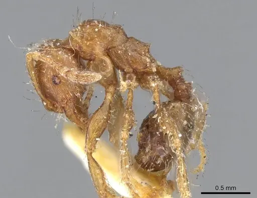 Pheidole aberrans - CASENT0919766