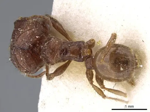 Pheidole aberrans - CASENT0919767