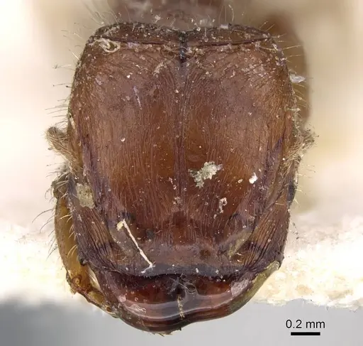 Pheidole aberrans - CASENT0919767