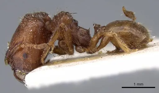 Pheidole aberrans - CASENT0919767