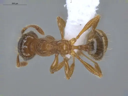 Pheidole aberrans - ECOFOG-BUG-1033-03