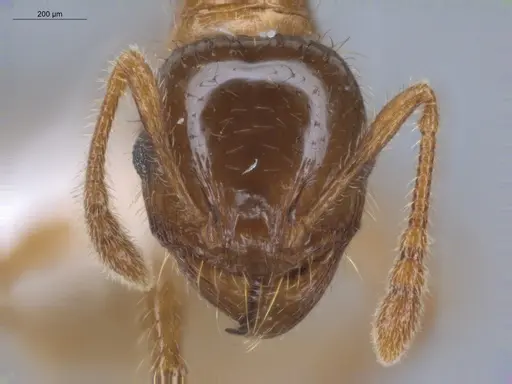 Pheidole aberrans - ECOFOG-BUG-1033-03