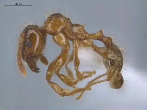 Pheidole aberrans - ECOFOG-BUG-1033-03