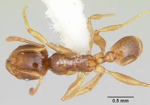 Pheidole absurda specimen