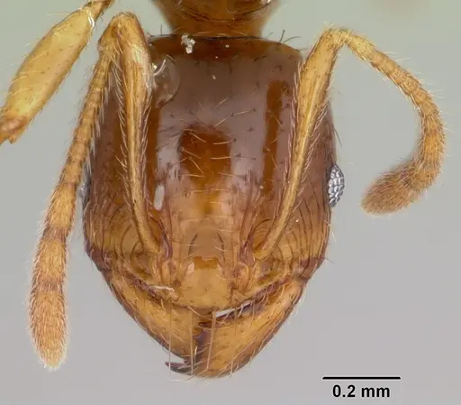 Pheidole absurda specimen