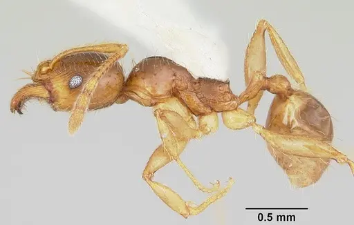 Pheidole absurda specimen