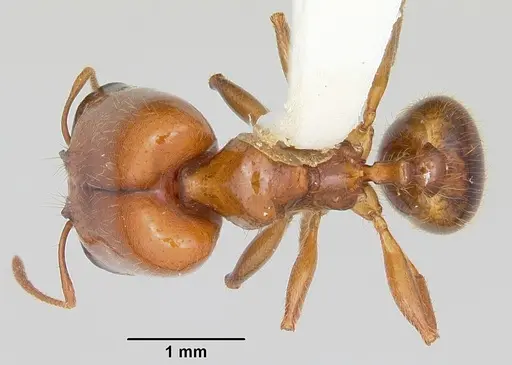 Pheidole absurda - CASENT0103139