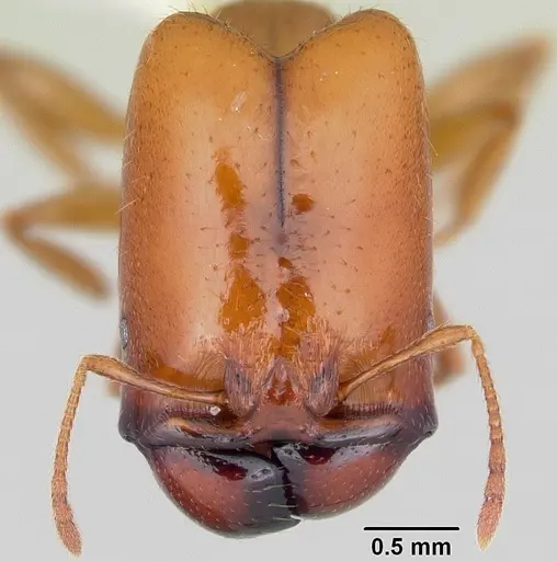 Pheidole absurda - CASENT0103139