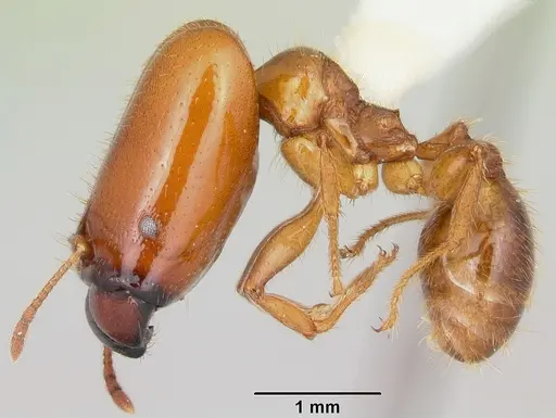 Pheidole absurda - CASENT0103139