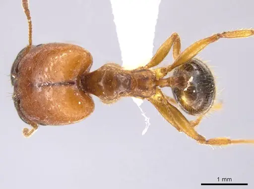 Pheidole absurda - CASENT0611612