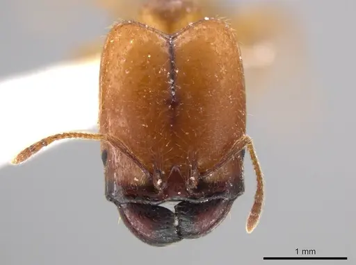 Pheidole absurda - CASENT0611612