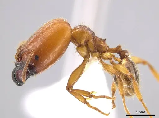 Pheidole absurda - CASENT0611612