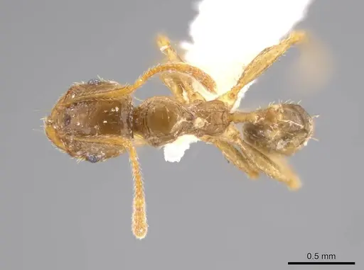 Pheidole absurda - CASENT0611613