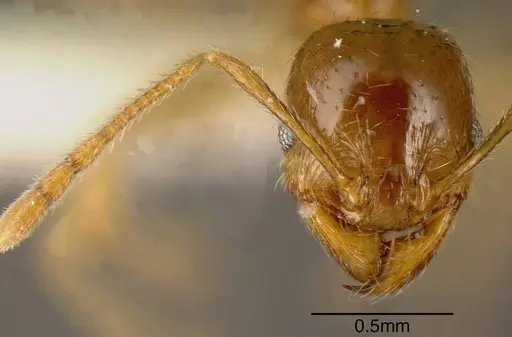 Pheidole absurda - CASENT0635430