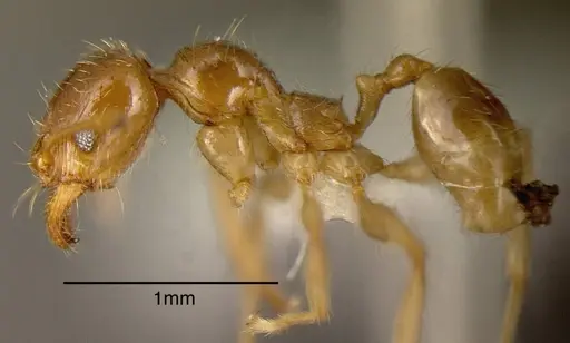 Pheidole absurda - CASENT0635430