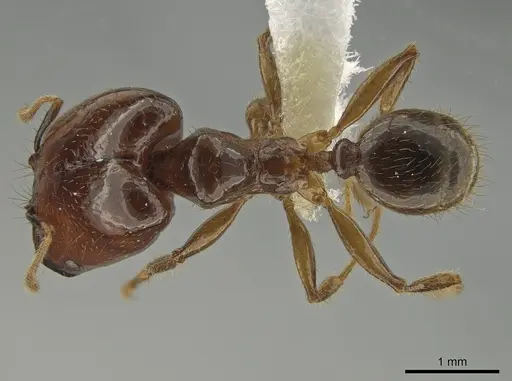 Pheidole absurda - CASENT0646555