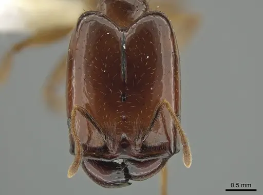 Pheidole absurda - CASENT0646555