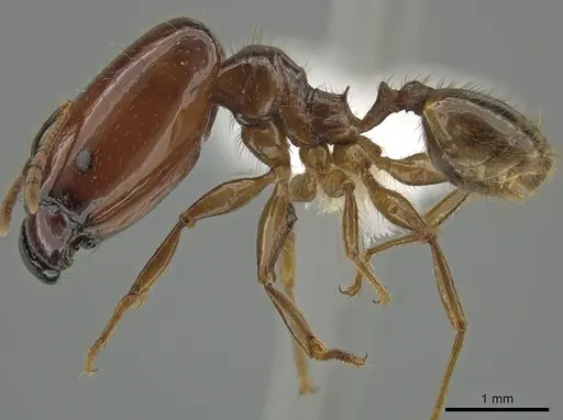 Pheidole absurda - CASENT0646555