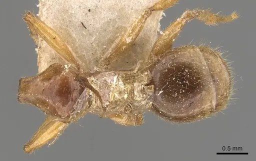 Pheidole absurda - CASENT0908156