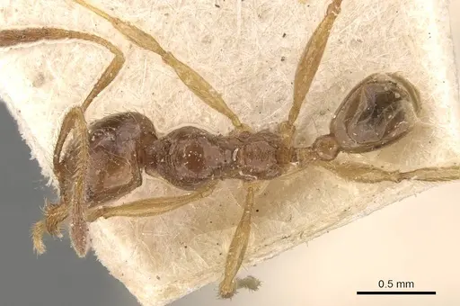 Pheidole absurda - CASENT0908157