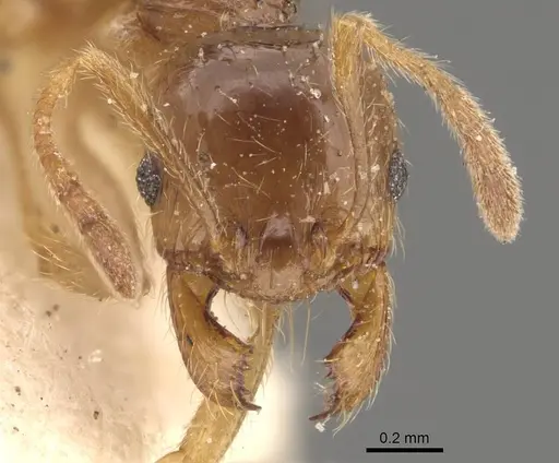 Pheidole absurda - CASENT0908157